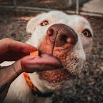 Thumbnail photo of Veronica #2