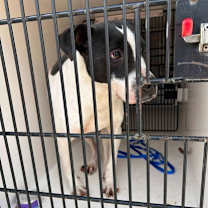 Thumbnail photo of Socks #1