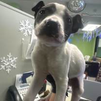 Thumbnail photo of Socks #2