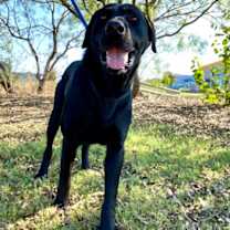 Thumbnail photo of Romeo #1