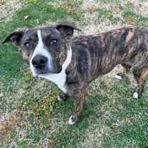 Thumbnail photo of Alosa #3