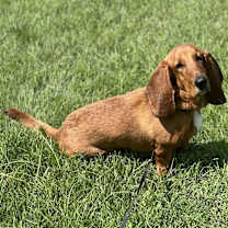 Thumbnail photo of Boomer #1