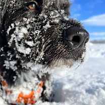 Thumbnail photo of Wilson #1