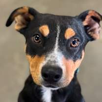 Thumbnail photo of Dexter #1