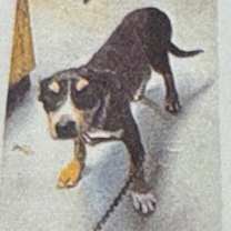 Thumbnail photo of Dexter #2