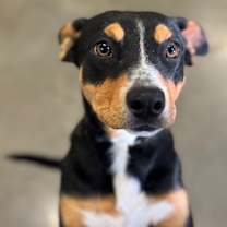 Thumbnail photo of Dexter #3