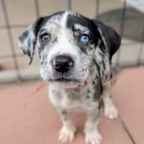 Thumbnail photo of 901 (2025) Roadie #1