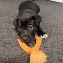 Thumbnail photo of 898 (2025) Rambo #1