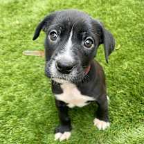 Thumbnail photo of 896 (2025)  #1