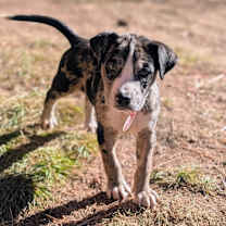 Thumbnail photo of 899 (2025) Lainie #1