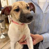 Thumbnail photo of 939 (2025) Kris #1