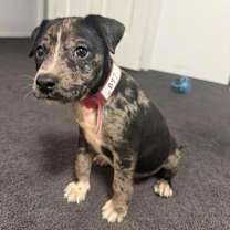 Thumbnail photo of 897 (2025) Shiloh #1