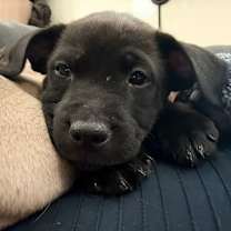 Thumbnail photo of 909 (2025) #1