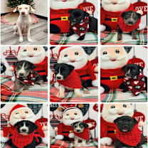 Thumbnail photo of 901 (2025) Roadie #2