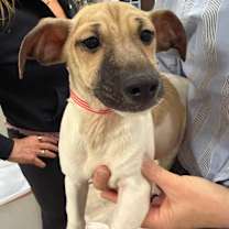 Thumbnail photo of 939 (2025) Kris #3