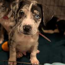 Thumbnail photo of 901 (2025) Roadie #3