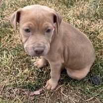 Thumbnail photo of 910 (2025) #3