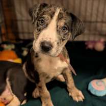 Thumbnail photo of 899 (2025) Lainie #3