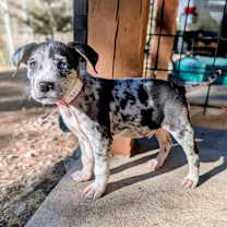 Thumbnail photo of 901 (2025) Roadie #4