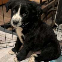 Thumbnail photo of 900 (2025) Miles  #3