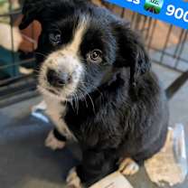 Thumbnail photo of 900 (2025) Miles  #4