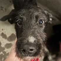 Thumbnail photo of Shine A2248039 #2