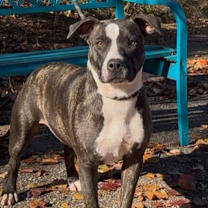 Thumbnail photo of Madam #1