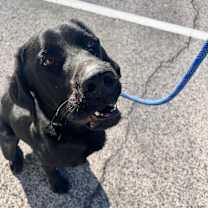 Thumbnail photo of Jake #4