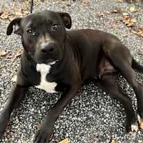 Thumbnail photo of Yams #1