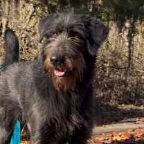 Thumbnail photo of Ronan #1