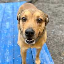 Thumbnail photo of Rocky #1