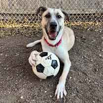 Thumbnail photo of RENO #1