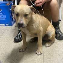 Thumbnail photo of Chino #2