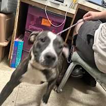 Thumbnail photo of Madam #2