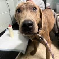 Thumbnail photo of Zinnia #2