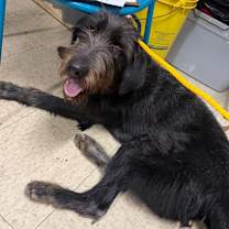 Thumbnail photo of Ronan #2