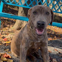 Thumbnail photo of Zinnia #3