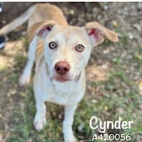 Thumbnail photo of Cynder *Coming Soon*  #2