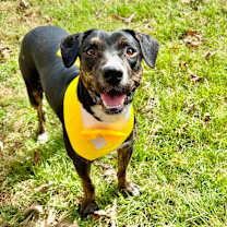 Thumbnail photo of Mello #1