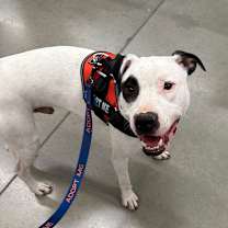 Thumbnail photo of Buddy Boy/BB #1