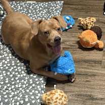 Thumbnail photo of Woody *Coming Soon*  #3