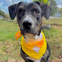 Thumbnail photo of Mello #2