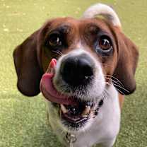 Thumbnail photo of Bailey #3