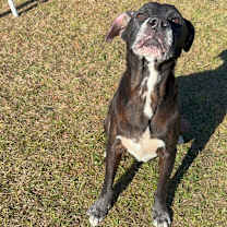 Thumbnail photo of Ziggy #2