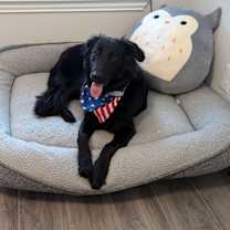 Thumbnail photo of Bruno #2