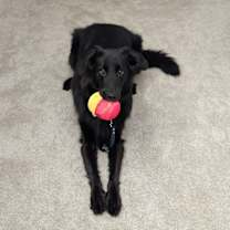 Thumbnail photo of Bruno #4