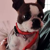 Thumbnail photo of Snowball #2