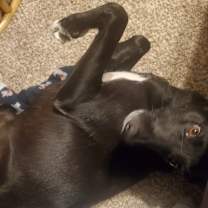 Thumbnail photo of Meeka #2