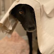 Thumbnail photo of Meeka #4