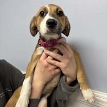 Thumbnail photo of Sandy #2